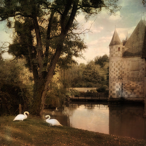 Swans at Chateau -  Dawne Polis - McGaw Graphics