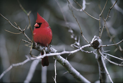 Cardinal -  Art Wolfe - McGaw Graphics