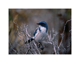 Scrub Jay -  Art Wolfe - McGaw Graphics