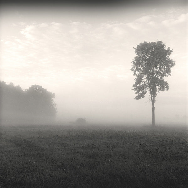 Tree, Study #2 | McGaw Graphics