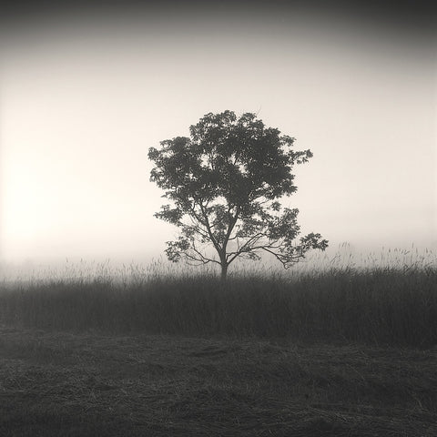 Tree, Study #3 -  Andrew Ren - McGaw Graphics