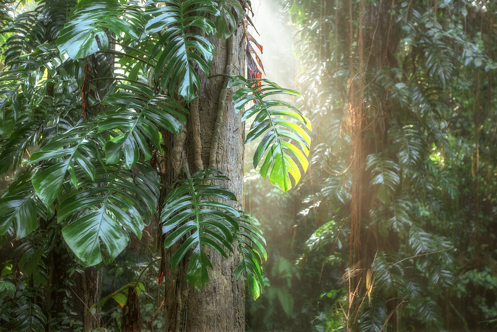 monstera magic plant Monstera Magic