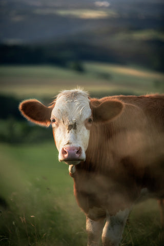 Portrait of a Cow -  Ju Riker - McGaw Graphics