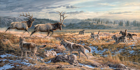 Antlers Down (Gray Wolves & American Elk)