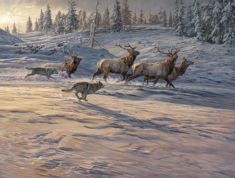 Shadow of the Wolf (American Elk & Gray Wolves)