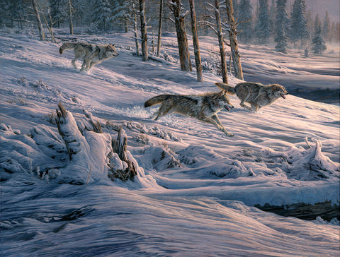 Out of the Forest I (Gray Wolves chasing American Elk)