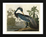 Louisiana Heron (Framed) -  John James Audubon - McGaw Graphics