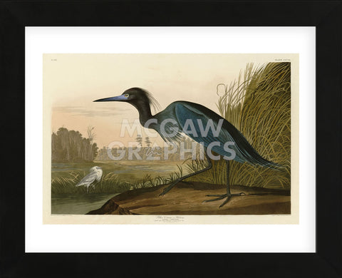 Blue Crane or Heron (Framed) -  John James Audubon - McGaw Graphics