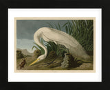 White Heron (Framed) -  John James Audubon - McGaw Graphics