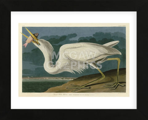 Great White Heron (Framed) -  John James Audubon - McGaw Graphics