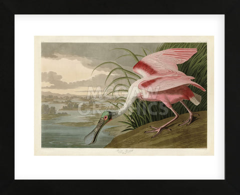 Roseate Spoonbill (Framed) -  John James Audubon - McGaw Graphics