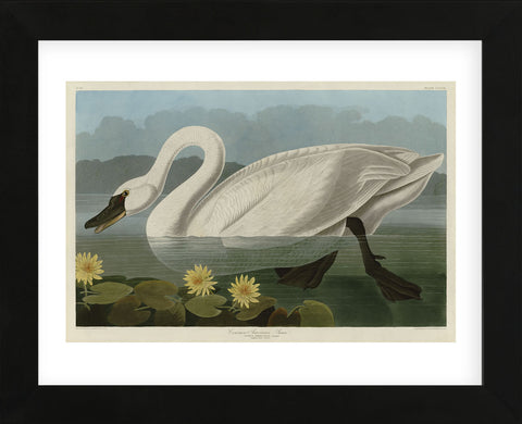 Common American Swan (Framed) -  John James Audubon - McGaw Graphics