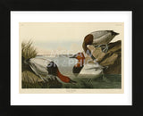 Canvas Backed Duck (Framed) -  John James Audubon - McGaw Graphics