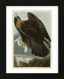 Golden Eagle (Framed) -  John James Audubon - McGaw Graphics
