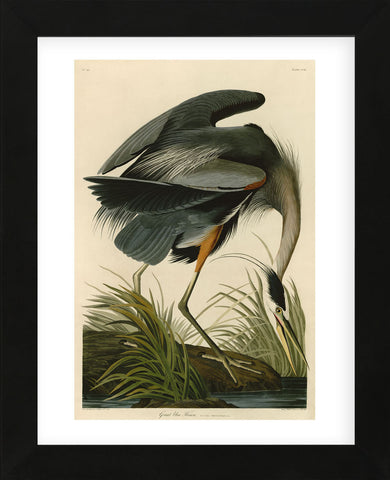 Great Blue Heron (Framed) -  John James Audubon - McGaw Graphics
