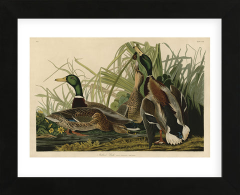 Mallard Duck (Framed) -  John James Audubon - McGaw Graphics