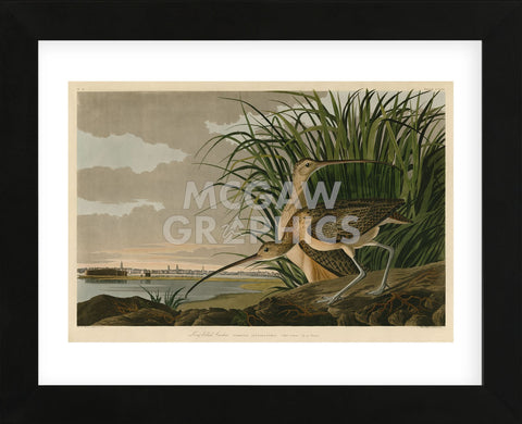 Long-Billed Curlew (Framed) -  John James Audubon - McGaw Graphics
