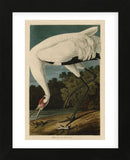 Hooping Crane (Framed) -  John James Audubon - McGaw Graphics