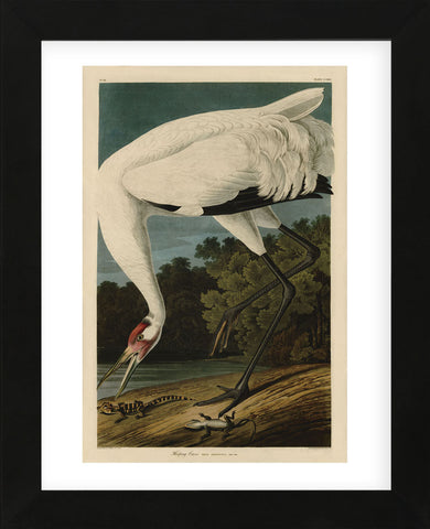 Hooping Crane (Framed) -  John James Audubon - McGaw Graphics