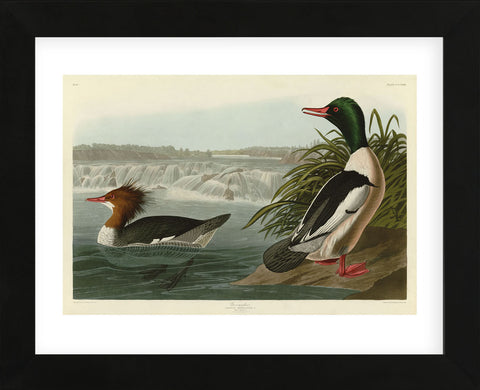 Goosander (Framed) -  John James Audubon - McGaw Graphics