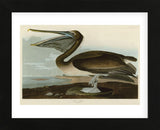 Brown Pelican (Framed) -  John James Audubon - McGaw Graphics