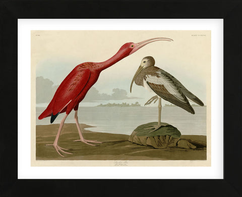 Scarlet Ibis (Framed) -  John James Audubon - McGaw Graphics