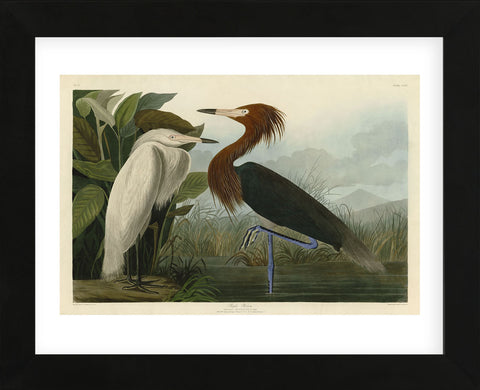 Purple Heron (Framed) -  John James Audubon - McGaw Graphics