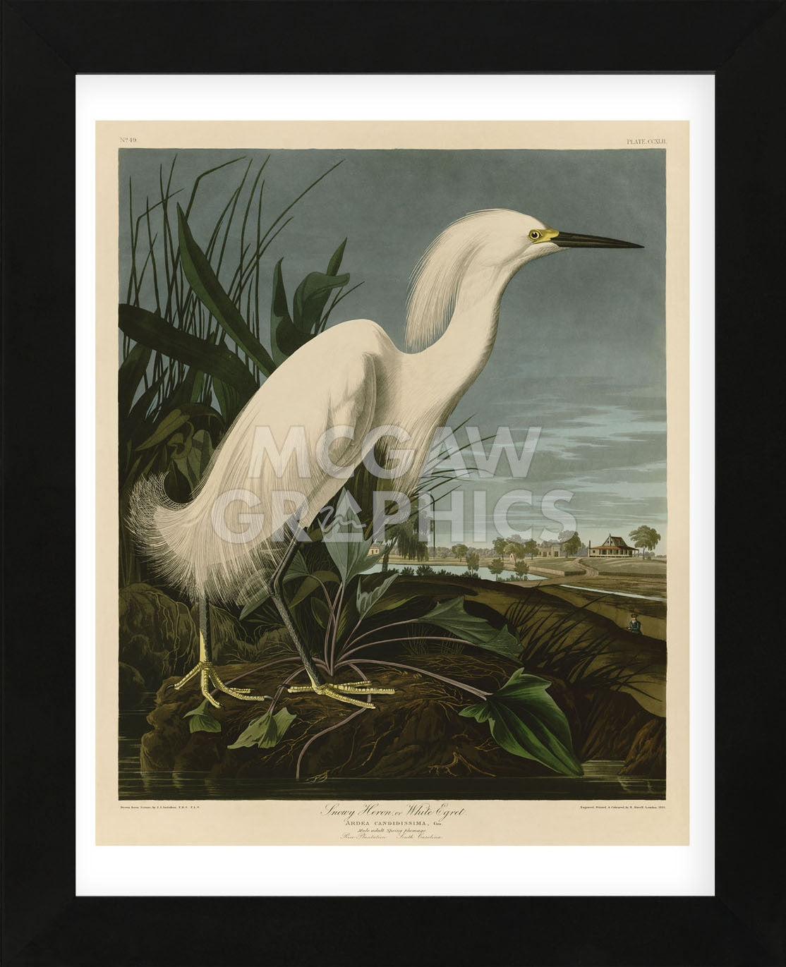 Snowy Heron or White Egret (Framed) | McGaw Graphics