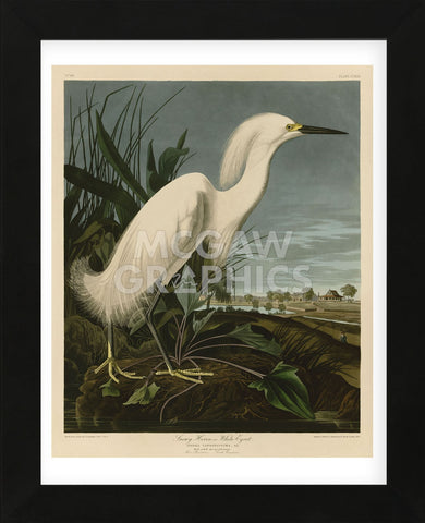 Snowy Heron or White Egret (Framed) -  John James Audubon - McGaw Graphics