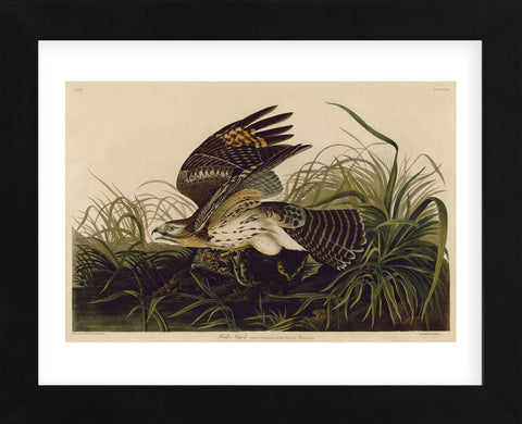 Winter Hawk (Framed) -  John James Audubon - McGaw Graphics