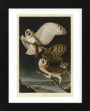 Barn Owl (Framed) -  John James Audubon - McGaw Graphics