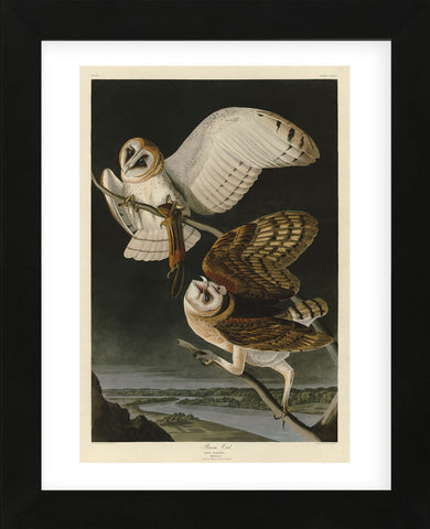 Barn Owl (Framed) -  John James Audubon - McGaw Graphics