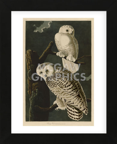Snowy Owl (Framed) -  John James Audubon - McGaw Graphics