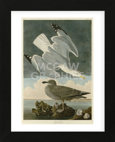 Herring Gull (Framed) -  John James Audubon - McGaw Graphics