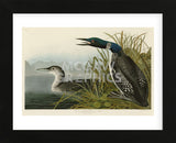 Great Northern Diver or Loon (Framed) -  John James Audubon - McGaw Graphics