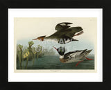 Red Breasted Merganser (Framed) -  John James Audubon - McGaw Graphics