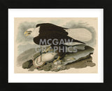 White-Headed Eagle (Framed) -  John James Audubon - McGaw Graphics