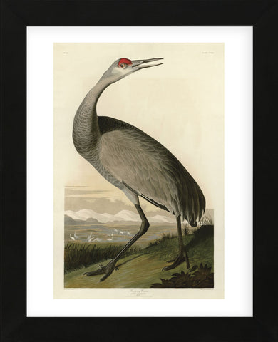 Hooping Crane (Framed) -  John James Audubon - McGaw Graphics