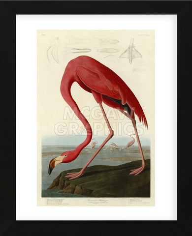 American Flamingo (Framed) -  John James Audubon - McGaw Graphics