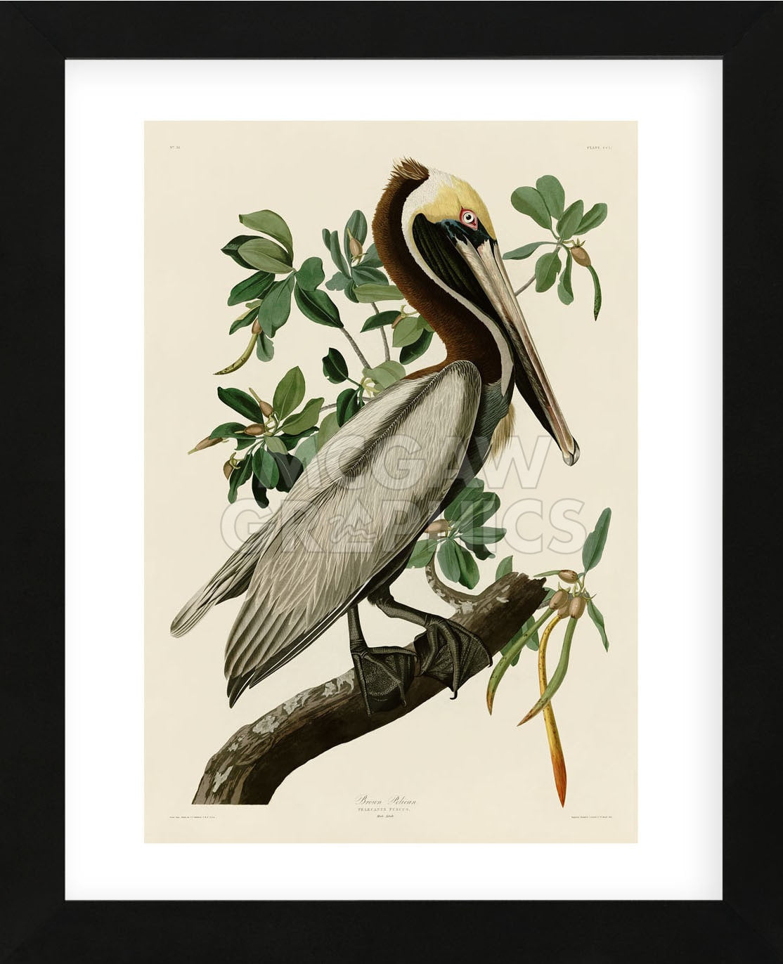 Brown Pelican II (Framed) | McGaw Graphics