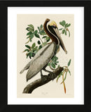 Brown Pelican II (Framed) -  John James Audubon - McGaw Graphics