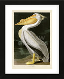 American White Pelican (Framed) -  John James Audubon - McGaw Graphics