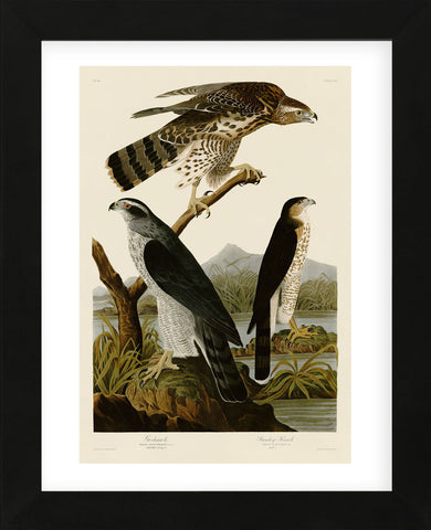 Goshawk and Stanley Hawk (Framed) -  John James Audubon - McGaw Graphics