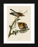 Red-Shouldered Hawk (Framed) -  John James Audubon - McGaw Graphics