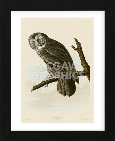 Great Cinereous Owl (Framed) -  John James Audubon - McGaw Graphics