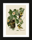 Baltimore Oriole (Framed) -  John James Audubon - McGaw Graphics