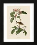 Bachmans Finch (Framed) -  John James Audubon - McGaw Graphics