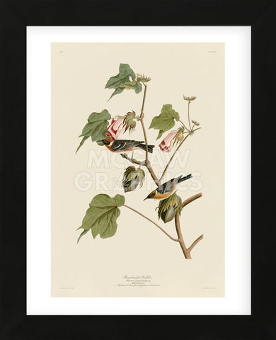 Bay-Breasted Warbler (Framed) -  John James Audubon - McGaw Graphics