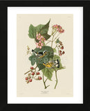 Black & Yellow Warblers (Framed) -  John James Audubon - McGaw Graphics