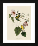 Blue-Winged Yellow Warbler (Framed) -  John James Audubon - McGaw Graphics